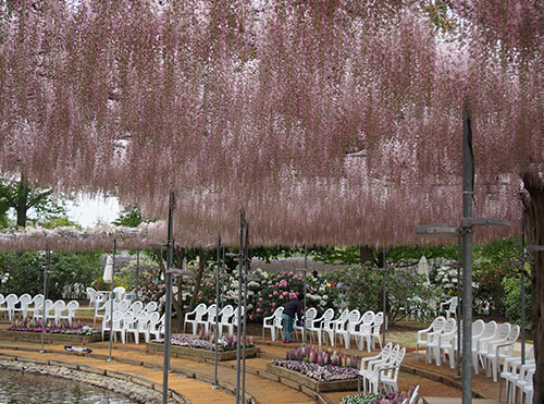 栃木県．足利市 足利花卉公園 紫藤花 開花狀況