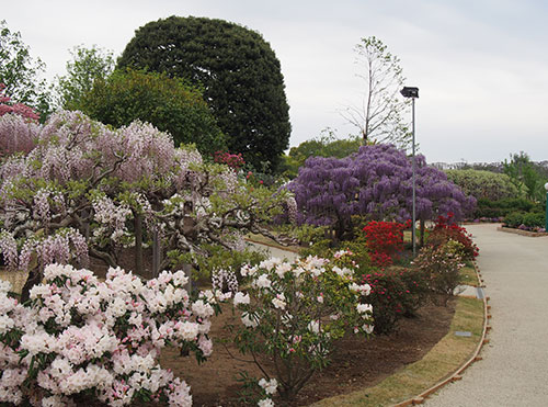 栃木県．足利市 足利花卉公園 紫藤花 開花狀況