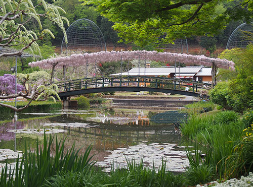 栃木県．足利市 足利花卉公園 紫藤花 開花狀況