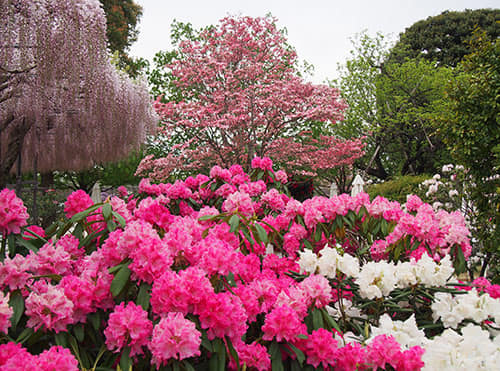 栃木県．足利市 足利花卉公園 紫藤花 開花狀況