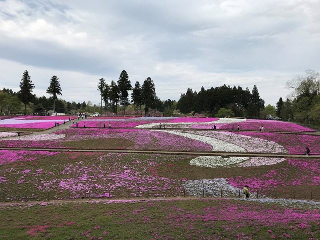 埼玉県．秩父市 羊山芝櫻公園 開花情報