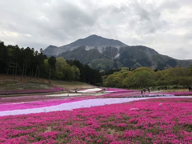 埼玉県．秩父市 羊山芝櫻公園 開花情報