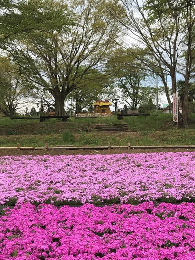 埼玉県．秩父市 羊山芝櫻公園 開花情報