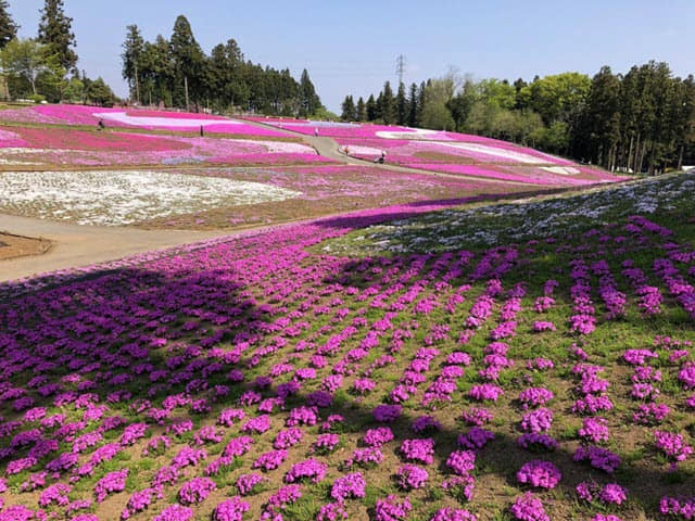 埼玉県．秩父市 羊山芝櫻公園 開花情報