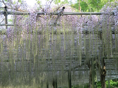 濱松花卉公園紫藤花開花狀況