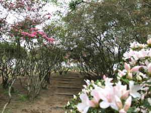 茨城県．笠間市 笠間つつじ公園 (Kasamatsutsuji Park) 杜鵑花 開花情報