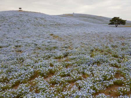 茨城県．ひたちなか市 国営ひたち海浜公園 (Kokuei Hitachi Seaside Park) 粉蝶花 開花情報