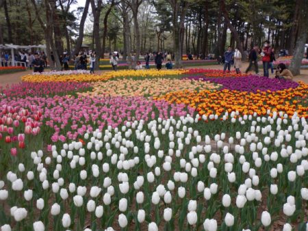 茨城県．ひたちなか市 国営ひたち海浜公園 (Kokuei Hitachi Seaside Park) 鬱金香 開花情報