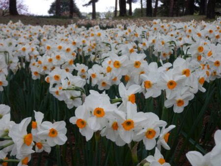 茨城県．ひたちなか市 国営ひたち海浜公園 (Kokuei Hitachi Seaside Park) 水仙 開花情報