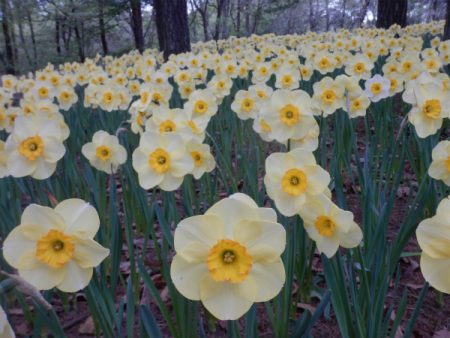 茨城県．ひたちなか市 国営ひたち海浜公園 (Kokuei Hitachi Seaside Park) 水仙 開花情報