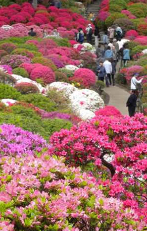 東京都．文京區 根津神社．つつじ園 杜鵑花 開花情報