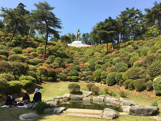 東京都．青梅市 塩船観音寺 (Shiofunekannon-ji Temple) 杜鵑花 開花情報