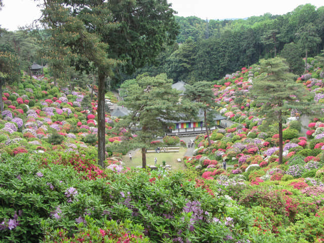 日本東京都．青梅市 塩船觀音寺漂亮杜鵑花