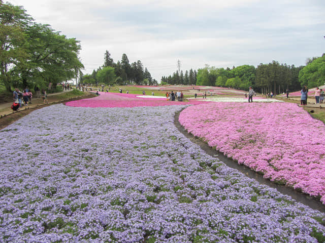 日本埼玉縣．秩父市 羊山公園 芝櫻之丘