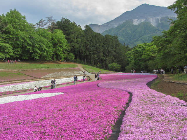 日本埼玉縣．秩父市 羊山公園 芝櫻之丘