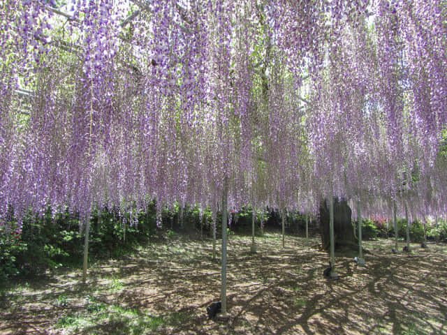 日本栃木縣．足利市 足利花卉公園 滿頃紫藤花