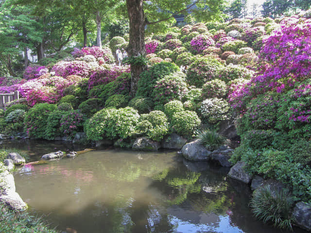 日本東京 根津神社 杜鵑花