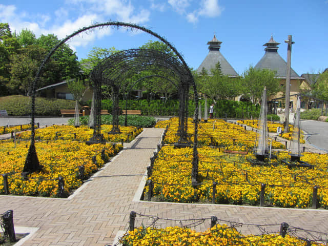 日本桑名市 名花之里 長島啤酒園前黃色花圃