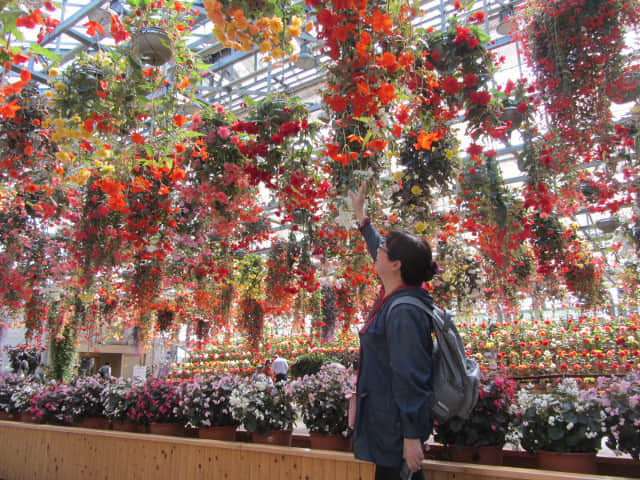 日本桑名市 名花之里 秋海棠溫室花園