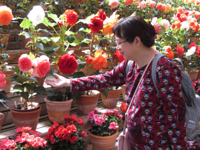 日本桑名市 名花之里 秋海棠溫室花園