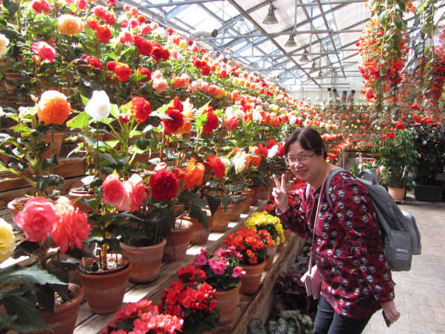 日本桑名市 名花之里 秋海棠溫室花園