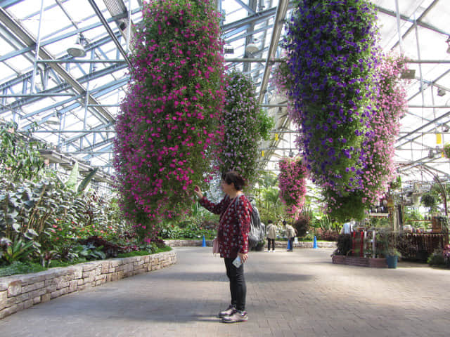 日本桑名市 名花之里 秋海棠溫室花園