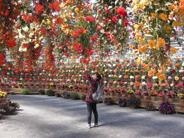 日本桑名市 名花之里 秋海棠溫室花園