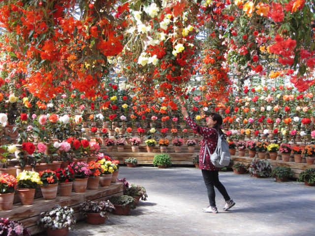 日本桑名市 名花之里 秋海棠溫室花園