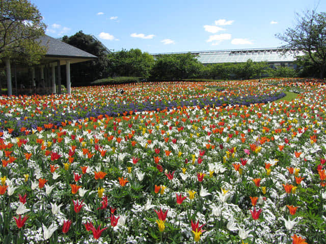 日本桑名市 名花之里 秋海棠花園外的漂亮花田