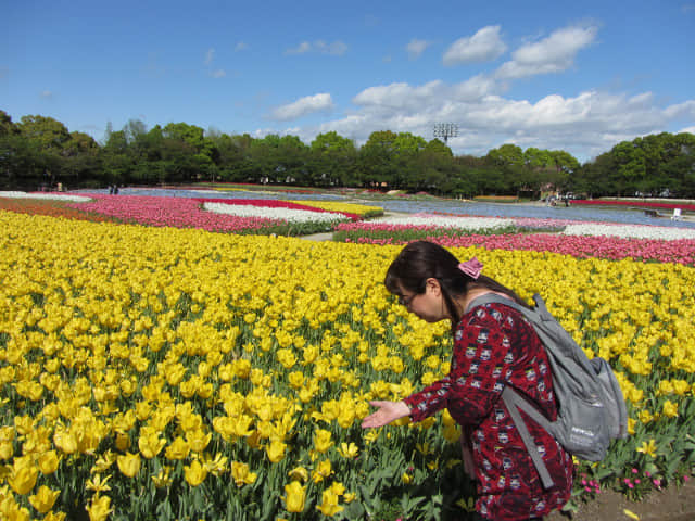 日本三重縣 名花之里 (なばなの里) 鬱金香花田 花廣場