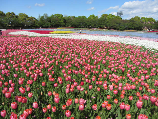 日本三重縣 名花之里 (なばなの里) 鬱金香花田 花廣場