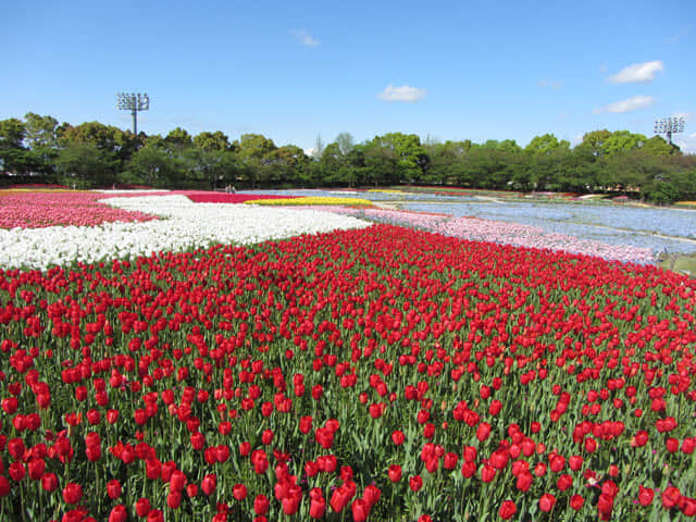 日本桑名市 名花之里 鬱金香花海