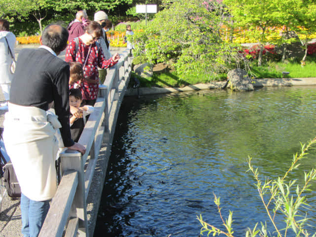 名花之里 (なばなの里) 餵飼池塘中鯉魚