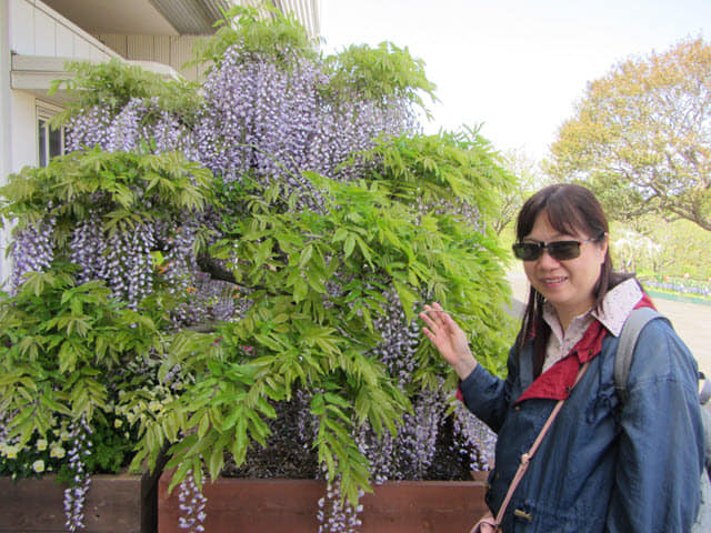 日本濱松．濱松花卉公園 紫藤