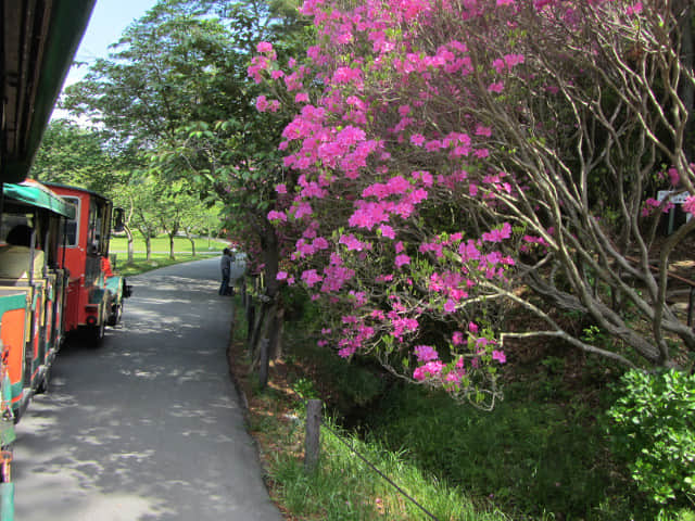 日本濱松．濱松花卉公園 遊園觀光列車