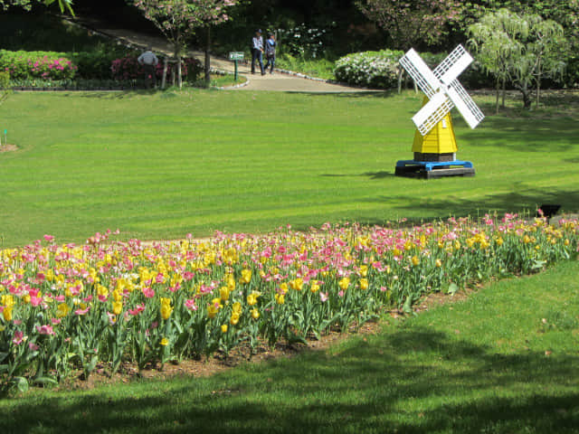 日本濱松花卉公園．水邊的廣場 鬱金香花花圃