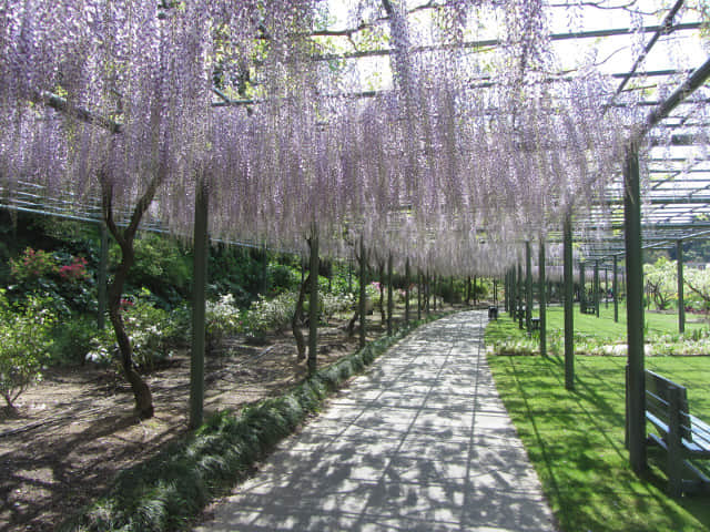 日本濱松花卉公園 紫藤花隧道