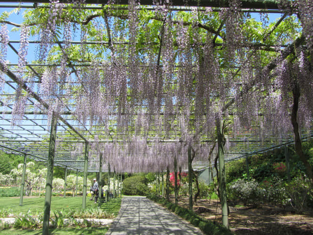 日本濱松花卉公園 紫藤花隧道