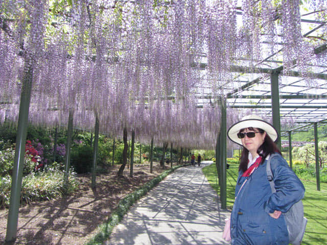 日本濱松花卉公園 紫藤花隧道