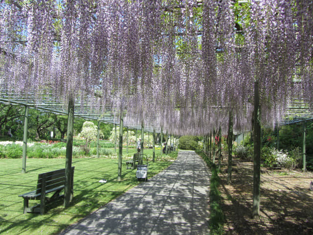 日本濱松花卉公園 紫藤花隧道