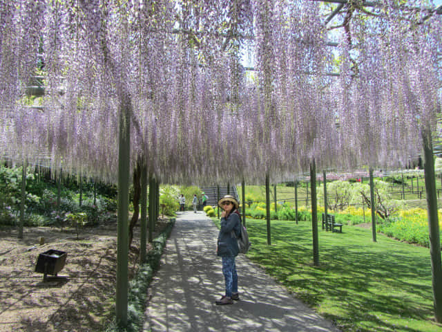 日本濱松花卉公園 紫藤花隧道