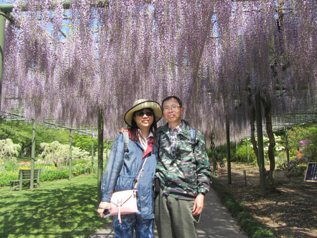 日本濱松花卉公園 紫藤花隧道