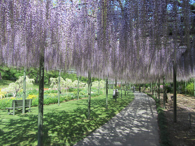 日本濱松 濱松花卉公園 滿頃紫藤花