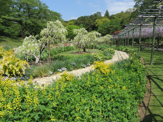 濱松花卉公園 紫藤花、花徑