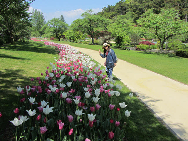 日本濱松 濱松花卉公園 鬱金香公園