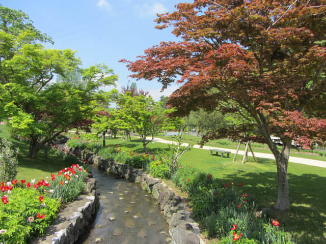 日本濱松花卉公園 水邊的廣場 紅葉