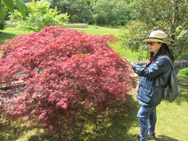 日本濱松花卉公園 水邊的廣場 紅葉