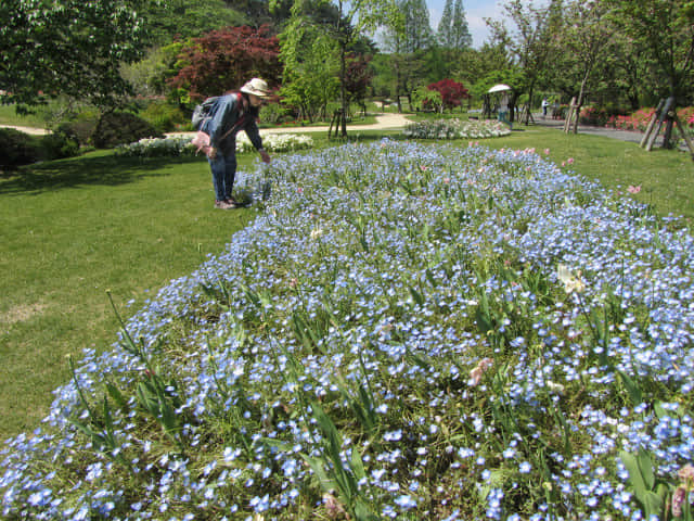 日本濱松花卉公園 水邊的廣場 粉蝶花