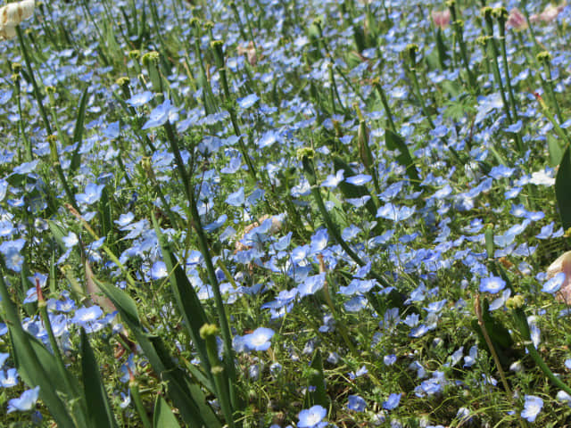 日本濱松花卉公園 水邊的廣場 粉蝶花