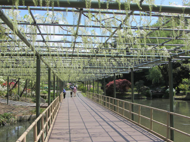 日本濱松花卉公園 白藤棚